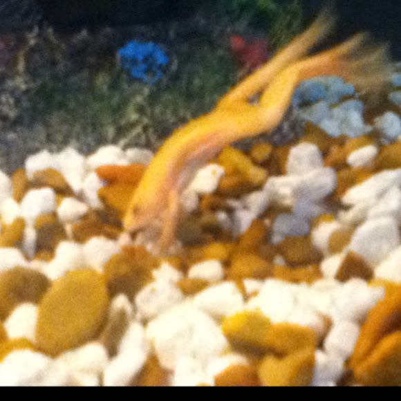 Spotting Image 1