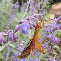 Chinese mantis