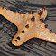 Horned Sea Star (four armed)