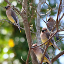 Cedar Waxwing
