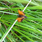 Essex Skipper