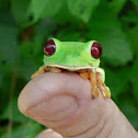 Tree frog