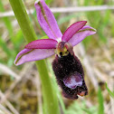 Bertoloni's Bee Orchid