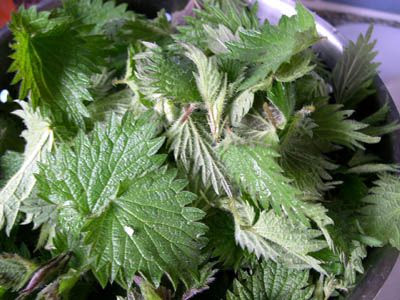 nettle.jpg