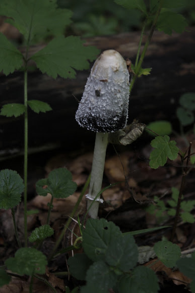 Spotting Image 1