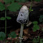 Shaggy ink cap