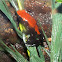 Poison Dart Frog