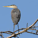 great blue herron (female)