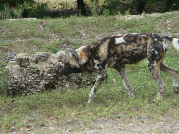 Spotting Image 1