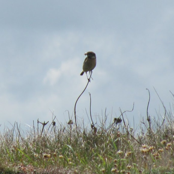 Spotting Image 1