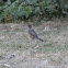 American Robin or North American Robin