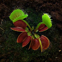 Venus atrapamoscas