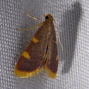 Clover Hayworm Moth