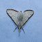 Moth