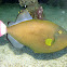 Pinktail Triggerfish