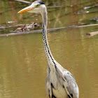 Grey Heron