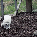 Arctic fox