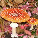 Fly Amanita/Fly Agaric