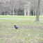 Carrion Crow