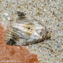 Black-dotted maliattha