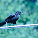 American Crow, Common Raven,