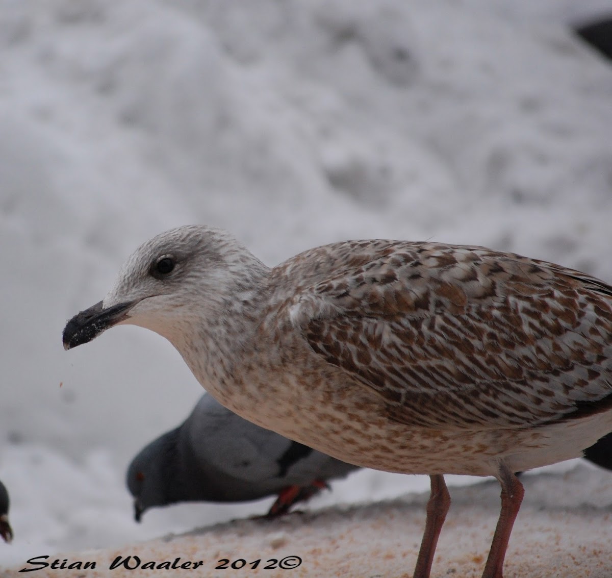European Herring Gull