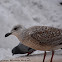 European Herring Gull