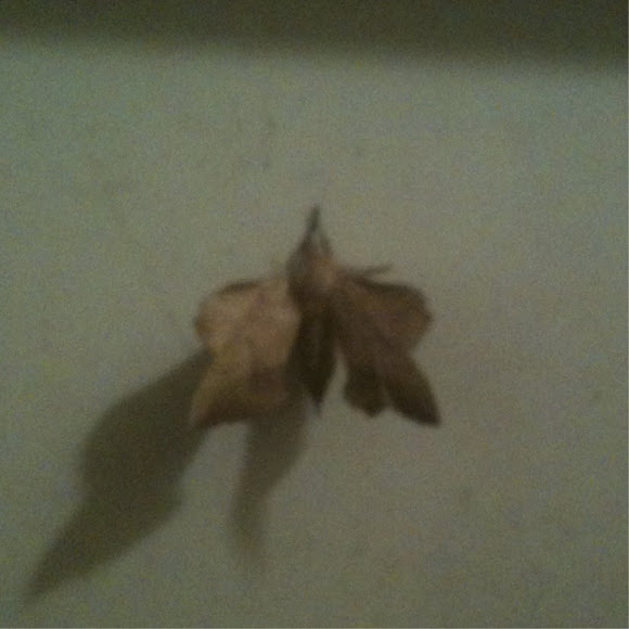 Spotting Image 1