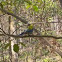 Pale-headed Rosella
