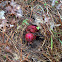 snow plant