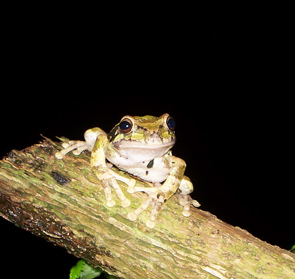 Spotting Image 1