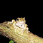 Baudin's Tree Frog
