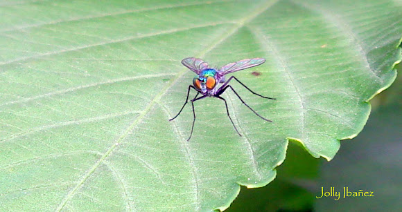 Spotting Image 1
