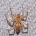 Leafcurling Sac Spider