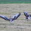 Greylag Goose