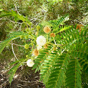 ACACIA