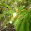 ACACIA