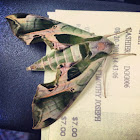 Pandora Sphinx Moth