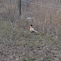Ring-necked pheasant
