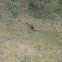 Western Grey kangaroo
