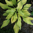Hostas of the Southeastern States