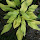 Hostas of the Southeastern States