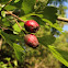 Common Hawthorn