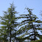 European larch