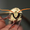 Mulberry Hawk Moth