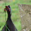 Helmeted Guineafowl