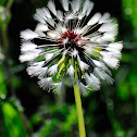 Common Dandelion, Diente de león
