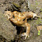 American Toad