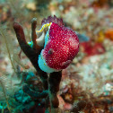 Reticulated Chromodoris