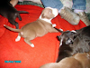 Vendo Hermosos Cachorros Pitbull